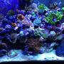 65 gallons reef tank (mostly live coral and fish) - Full view