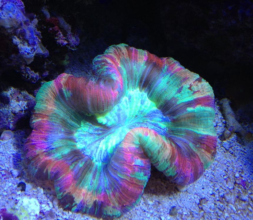 Rated #3: Corals Inverts - Trachyphyllia Radiata - Wellso Folded Brain Coral Stocking In 65 Gallons Tank - Rainbow trachy