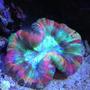 corals inverts - trachyphyllia radiata - wellso folded brain coral stocking in 65 gallons tank - Rainbow trachy