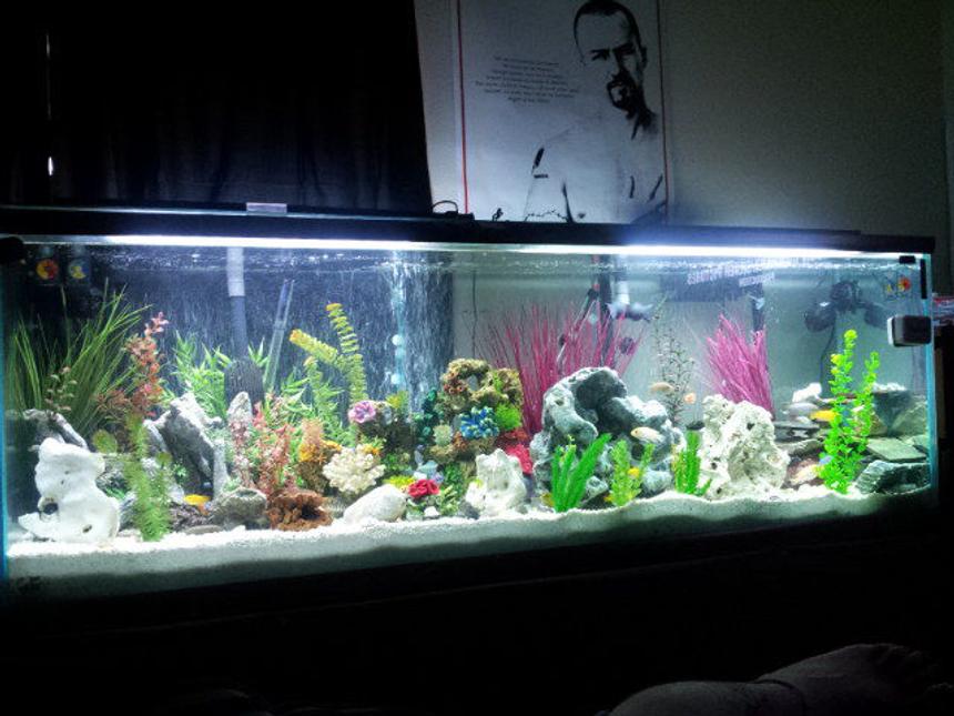 Rated #81: 140 Gallons Freshwater Fish Tank - this is my new 140 gallon communtiy
cichlid tank...let me know what you think and any advice you have is much appreciated
