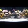 75 gallons reef tank (mostly live coral and fish) - 75 gallon reef tank