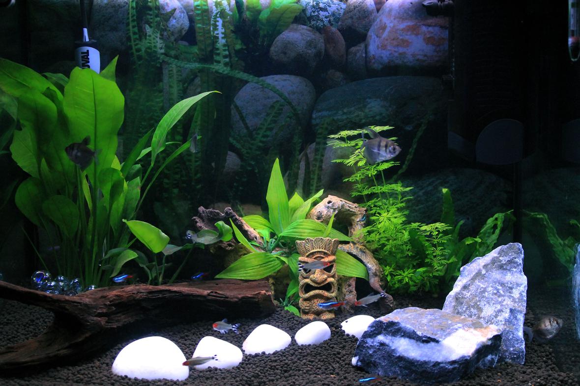 23 gallons planted tank (mostly live plants and fish) - Fluval Roma 90