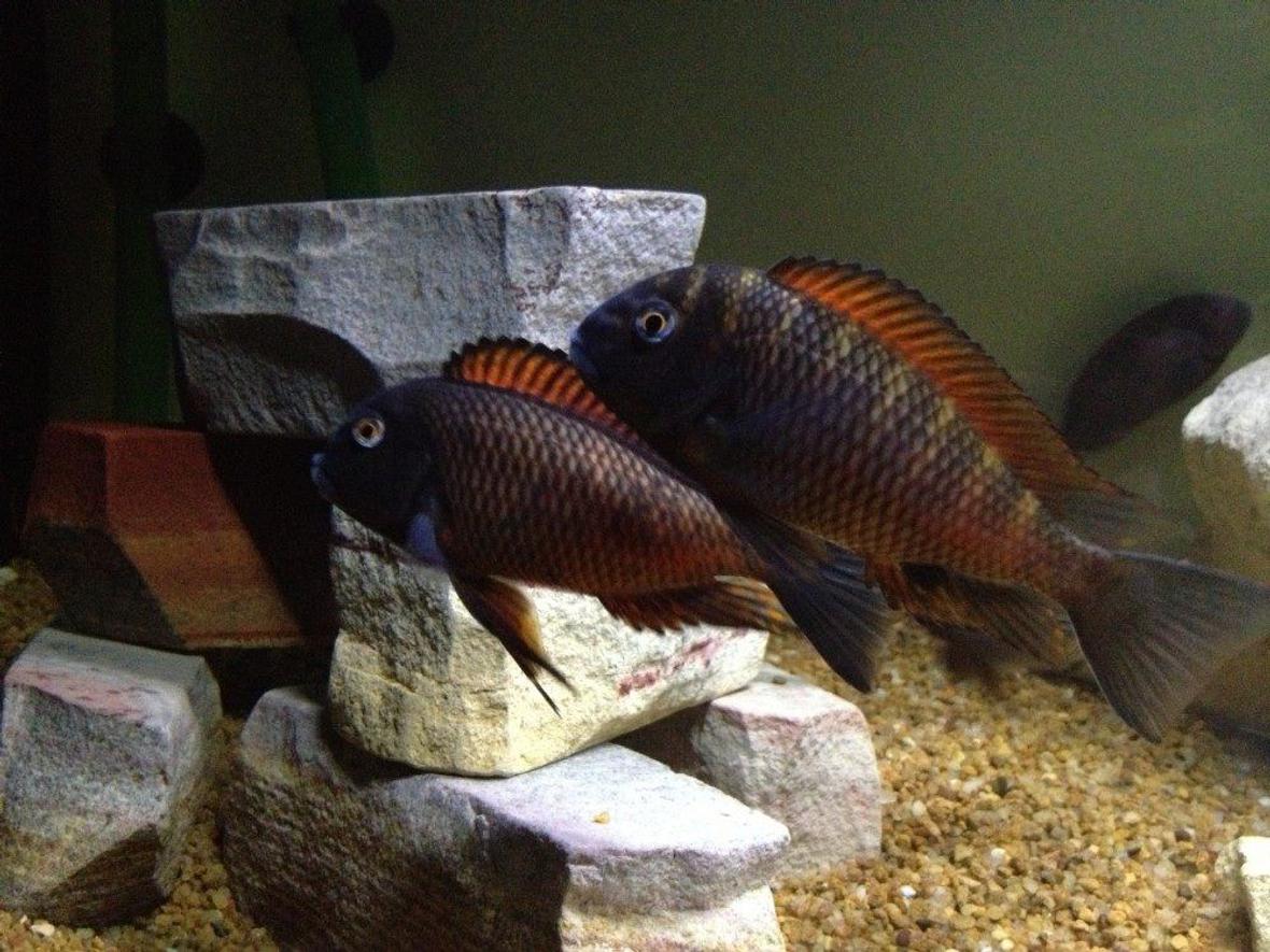freshwater fish - tropheus moliro - moliro stocking in 75 gallons tank - Moliro