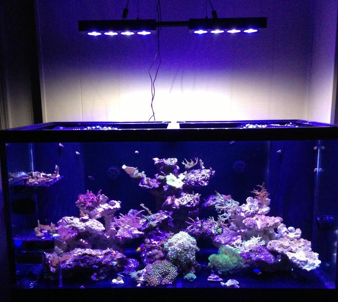 120 gallons reef tank (mostly live coral and fish) - 120 Gallon SPS/Mixed Reef