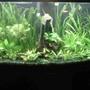 46 gallons planted tank (mostly live plants and fish) - 46 gallon tropical fish and live plants