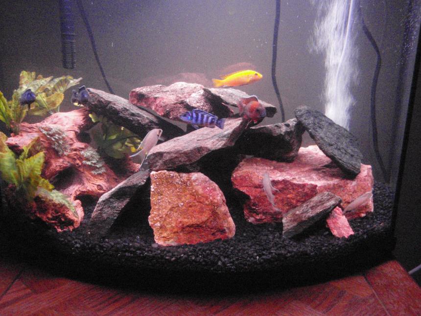 Rated #127: 29 Gallons Freshwater Fish Tank - brichardi, demasoni, yellow lab, peacock