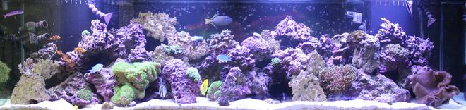 240 gallons reef tank (mostly live coral and fish) - 240 gallon reef tank