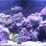 240 gallons reef tank (mostly live coral and fish) - 240 gallon reef tank