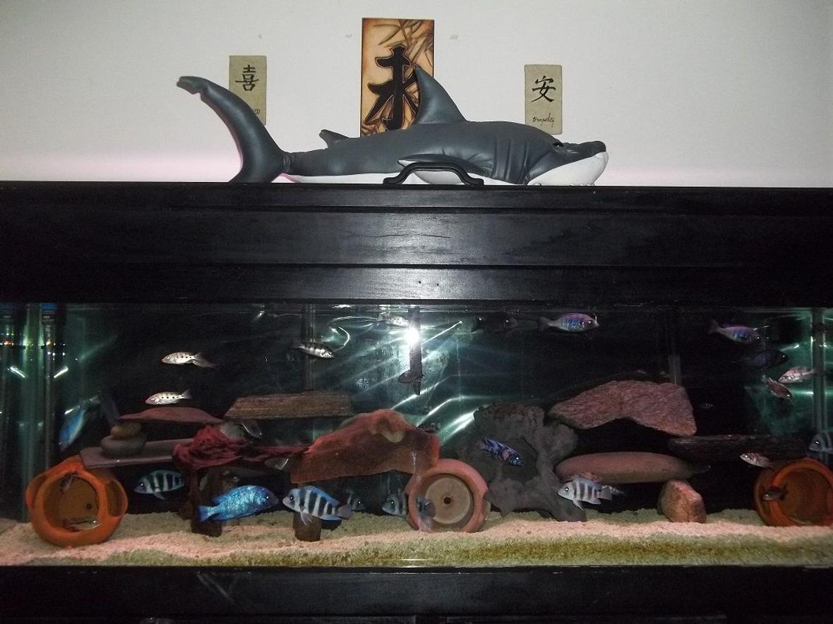 125 gallons freshwater fish tank (mostly fish and non-living decorations) - 125 gallon tank,Cyphotilapia Frontosa Mpimbwe blue,fosseorochromis rostratus,Aulonocara o.b,petrotilapia retrognatus,placidochromis milomo vc-10,dimidiochromis compresiseps and placidochromis phenochilus.