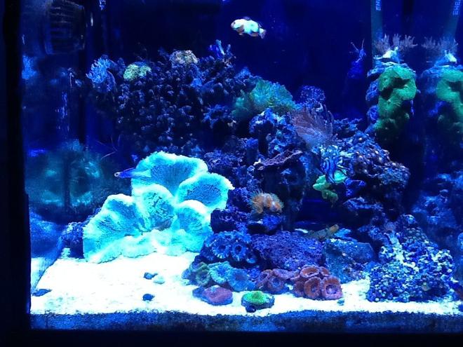 corals inverts stocking in 30 gallons tank - My 30g