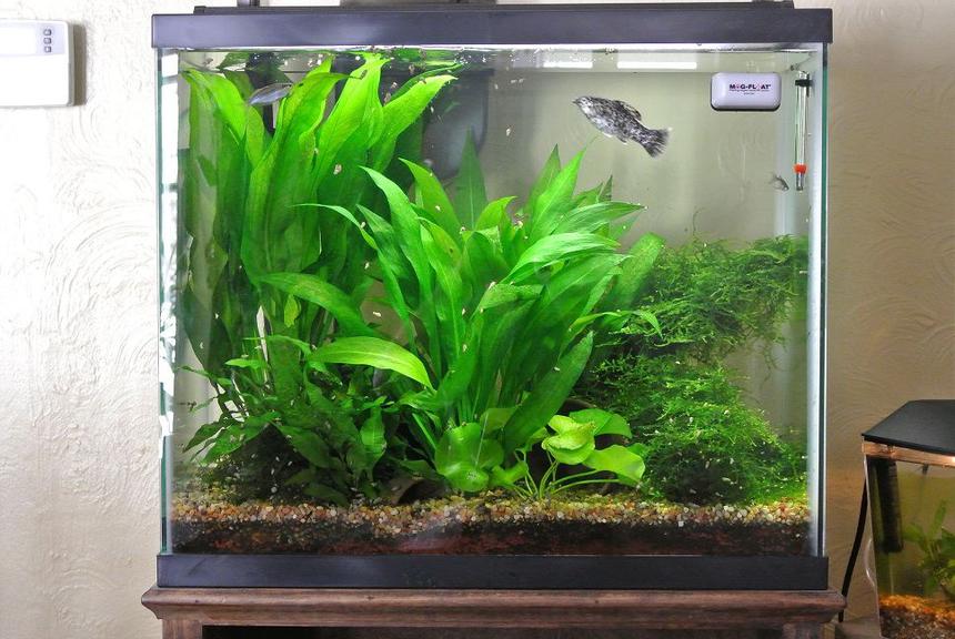 Rated #54: 25 Gallons Planted Tank - this is my tank