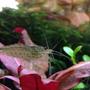 corals inverts - caridina japonica - japonica amano shrimp stocking in 20 gallons tank - Amano shrimp
