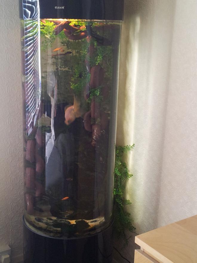 36 gallons freshwater fish tank (mostly fish and non-living decorations) - up to date picture 2013