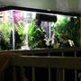 155 gallons freshwater fish tank (mostly fish and non-living decorations) - 55 gal predatory tank