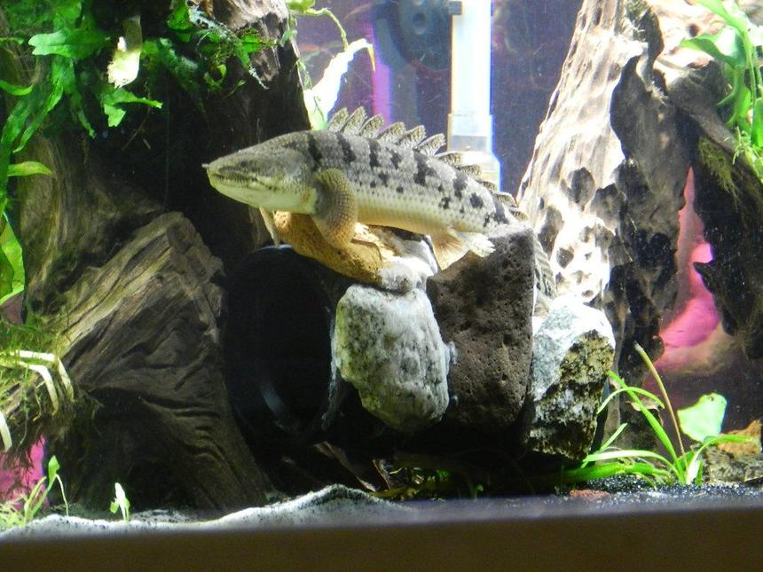 Rated #20: Freshwater Fish - Polypterus Delhezi - Delhezi Bichir Stocking In 155 Gallons Tank - delhezi bichir
