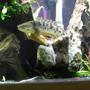 freshwater fish - polypterus delhezi - delhezi bichir stocking in 155 gallons tank - delhezi bichir