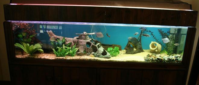 83 gallons freshwater fish tank (mostly fish and non-living decorations)