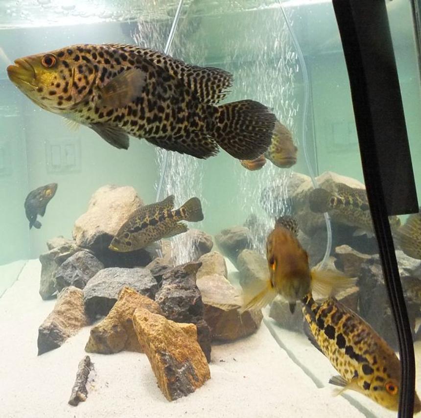 Rated #129: Freshwater Fish - Parachromis Managuensis - Jaguar Cichlid Stocking In 125 Gallons Tank - (Parachromis Managuensis)AKA Jaguar Cichlid