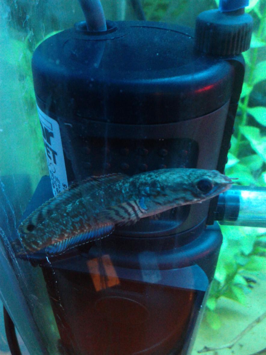 Rated #30: Freshwater Fish - Channa Bleheri - Rainbow Snakehead Stocking In 15 Gallons Tank - rainbow snakehead, i have two and they are best fish i have ever had by a long way!!!!! :D