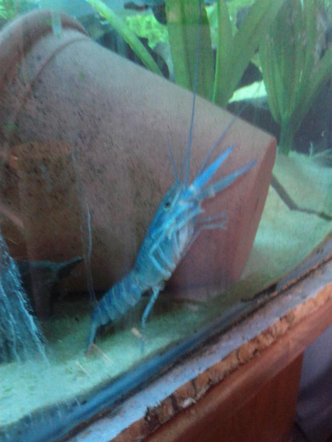 corals inverts - procambarus clarkii - hammers cobalt blue lobster stocking in 15 gallons tank - lobster stretching out