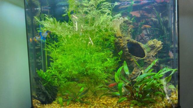 26 gallons planted tank (mostly live plants and fish) - Plants:  Jave fern, water sprite and
crypts
Fish:  Millennium rainbow Fish, 3 blue rams,
8 cherry barbs, 1 african butterfly
fish, 1 driftwood, 1 fake tree
stump
26 gallon bow front