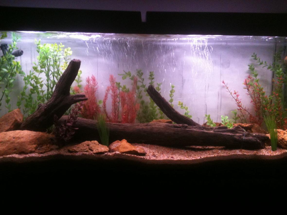 55 gallons freshwater fish tank (mostly fish and non-living decorations) - All artificial plant tank,with real driftwood, and sandstone. Almost done cycling and will be stocking soon.