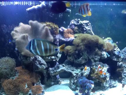 saltwater fish - chelmon rostratus - copperband butterflyfish stocking in 72 gallons tank - My 72 bow front