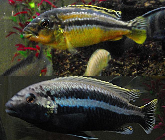 freshwater fish - melanochromis auratus - auratus cichlid stocking in 55 gallons tank - Auratus