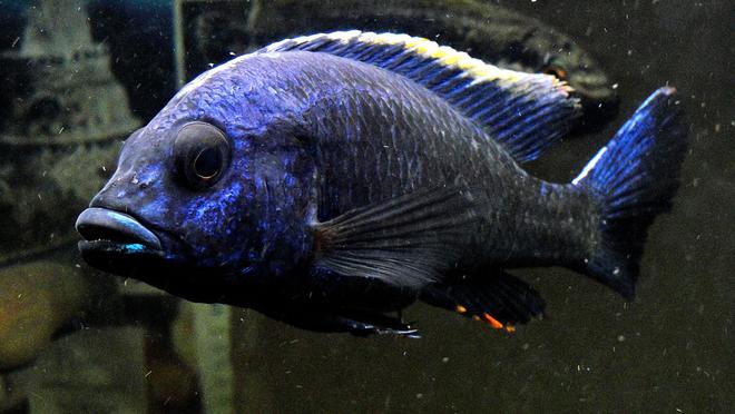 freshwater fish - aulonocara stuartgranti - flavescent peacock stocking in 55 gallons tank - Flavescent-Peacock-2---Aulonocara-stuartgranti