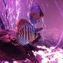 freshwater fish - symphysodon sp. - checkerboard discus stocking in 50 gallons tank - Discus