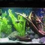 fish tank picture - pics