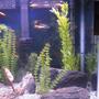 fish tank picture - pics
