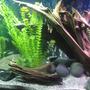 fish tank picture - pics...