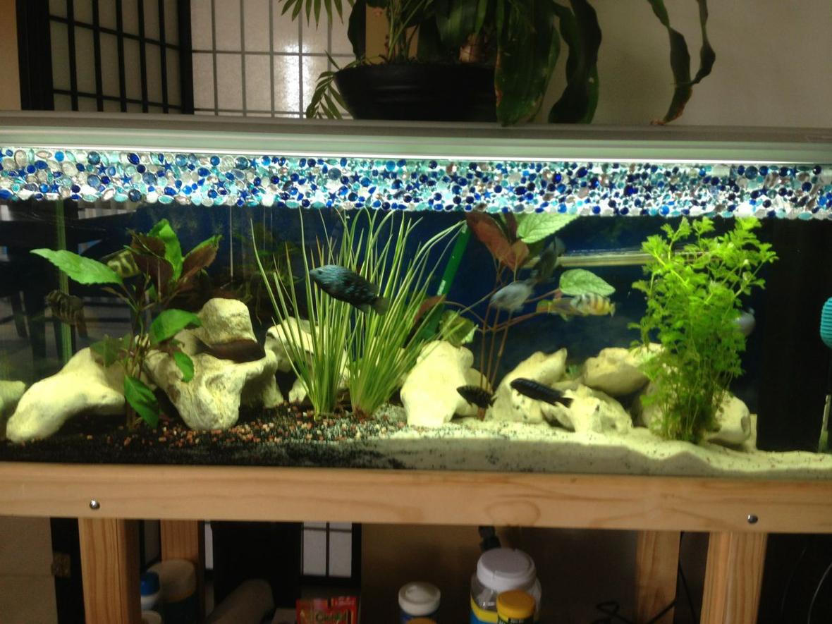 58 gallons freshwater fish tank (mostly fish and non-living decorations) - My cichlid tank