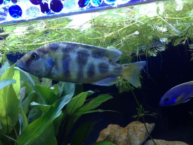 freshwater fish - nimbochromis venustus - venustus cichlid stocking in 58 gallons tank - My Venustus
