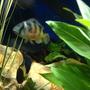 freshwater fish - astatotilapia latifasciata - zebra obliquidens stocking in 58 gallons tank - Ollie