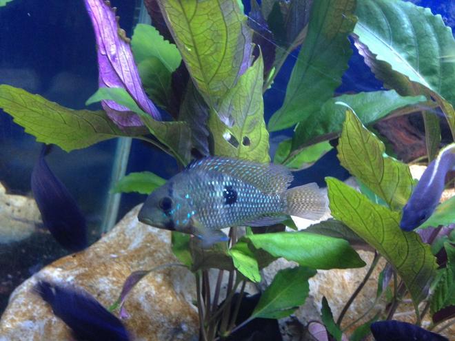 freshwater fish - aequidens rivulatus - green terror stocking in 58 gallons tank - Junior
