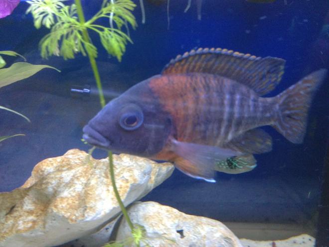 freshwater fish - pundamilia nyererei - nyererei hap stocking in 58 gallons tank - Flame