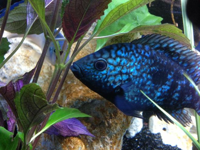 freshwater fish - herichthys cynoguttatus - texas cichlid stocking in 58 gallons tank - Sexy texxxy