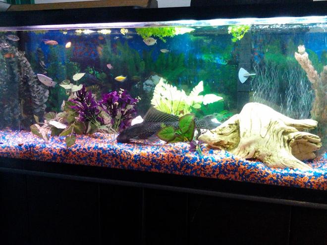 50 gallons freshwater fish tank (mostly fish and non-living decorations) - Check out Plecy and my Mbunas