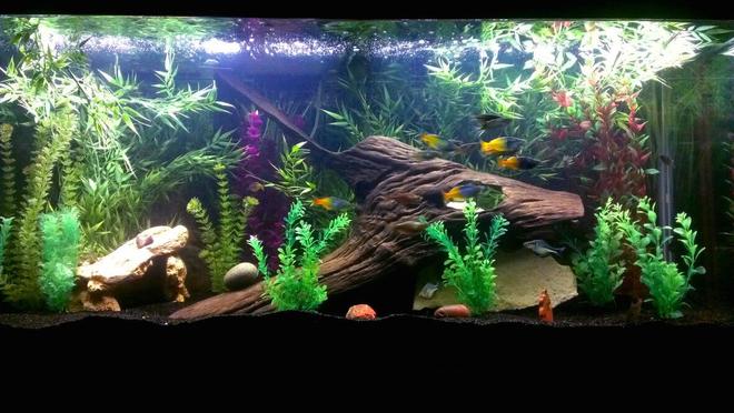 75 gallons freshwater fish tank (mostly fish and non-living decorations) - My 75 gallon fish tank