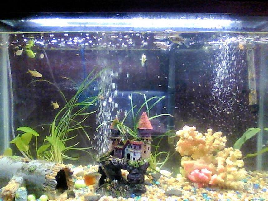 Rated #87: 30 Gallons Planted Tank - this photo shows most of the fish however the eel is barely sticking its face out of the castle on the coral side and the sharks are hiding in the log and in the coral