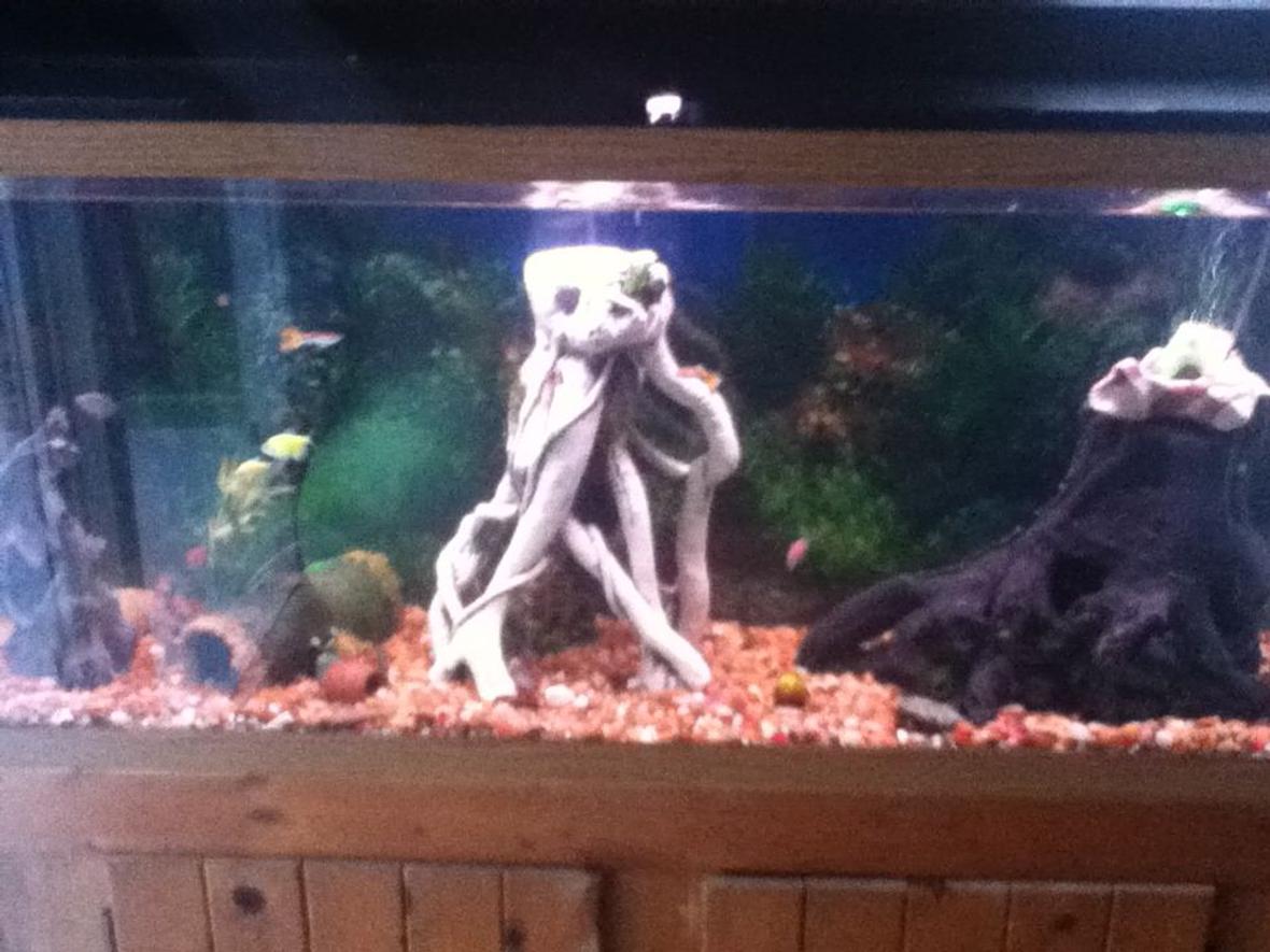55 gallons freshwater fish tank (mostly fish and non-living decorations) - my newest tank