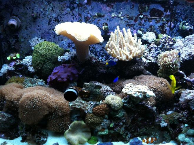 65 gallons reef tank (mostly live coral and fish) - Lps and soft coral tank