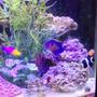 fish tank picture - From my cell phone so it's kind of blurry, but there is my royal gramma, coral beauty angel, pair of ocellaris clowns, and a cleaner shrimp.