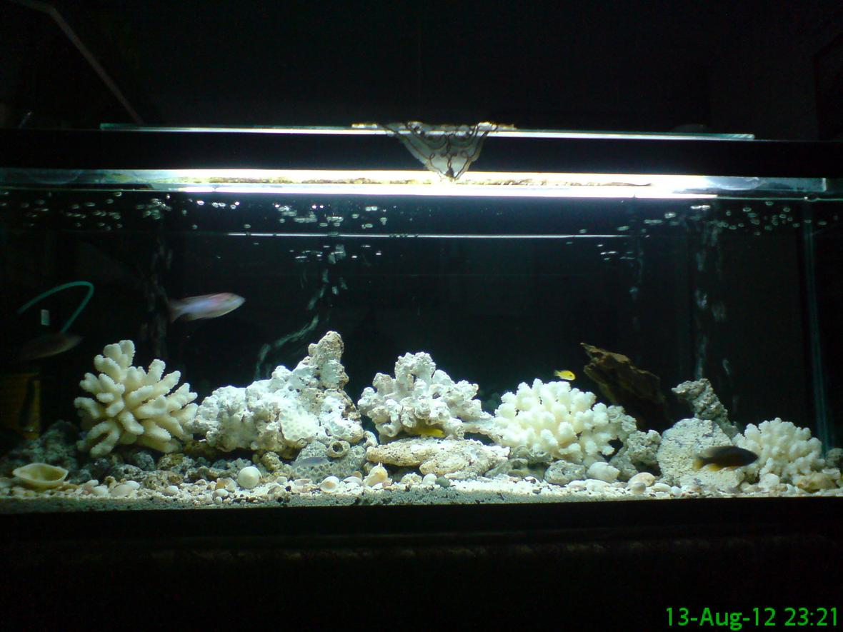 300 gallons reef tank (mostly live coral and fish) - 220 gallon