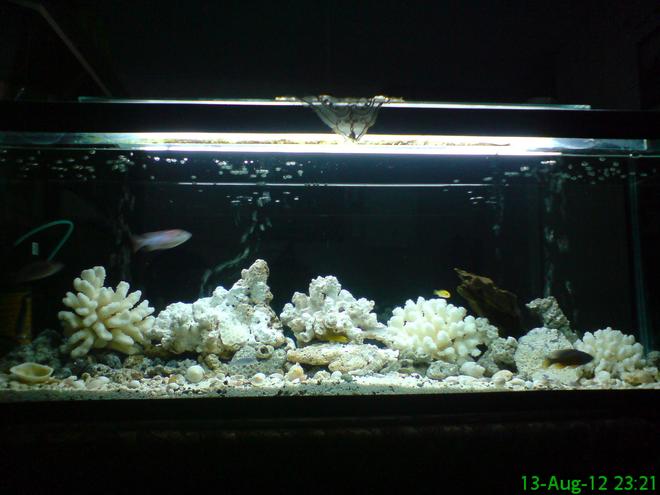 300 gallons reef tank (mostly live coral and fish) - 220 gallon