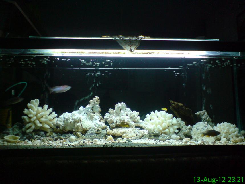 Rated #50: 300 Gallons Reef Tank - 220 gallon