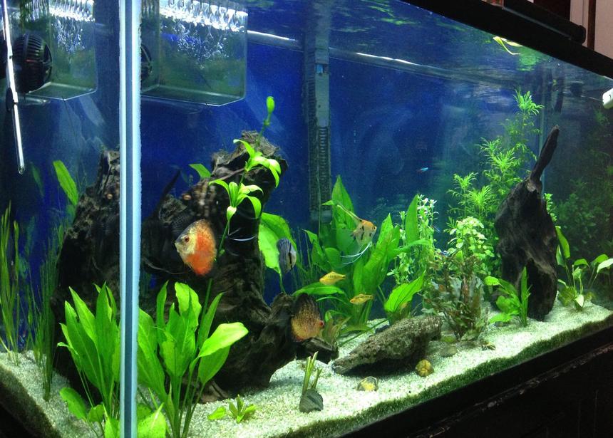 Rated #41: 93 Gallons Planted Tank - MainTank