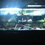 55 gallons freshwater fish tank (mostly fish and non-living decorations) - #thetraptank has three levels with fake and live plants. Triple the levels, triple the fun!